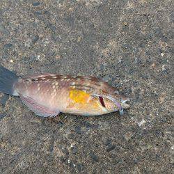 御前崎港でデイメバリング